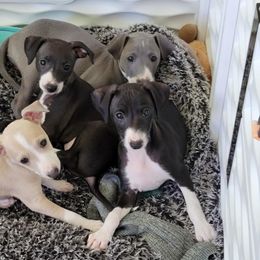 Italian Greyhound puppies from Micci Italian Greyhounds
