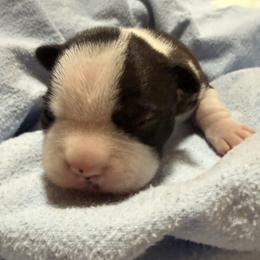 Krampus - Black and white male Boston Terrier puppy in Kingsport, Tennessee from Dreamweaver Bostons