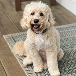 Katie - Australian Labradoodle