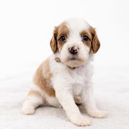 Basil - Red female Cavapoo puppy in Beech Island, South Carolina from New Moon Farm Canines