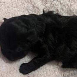 Poodles, Shihpoos, and Shih Tzus from Aaliyah Shihtzu Puppyland