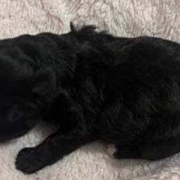 Poodles, Shihpoos, and Shih Tzus from Aaliyah Shihtzu Puppyland