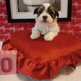 Girl 3 - Brown female Mal-Shi puppy in Boca Raton, Florida from Tina-Marie's Pups