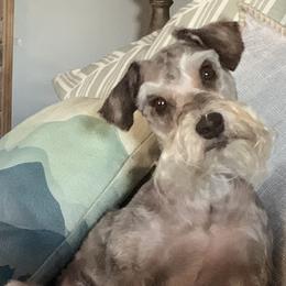 Miniature Schnauzers from Devon Dunlap