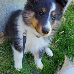 Shetland Sheepdog Puppies from Hawks Acres Shetland Sheepdogs