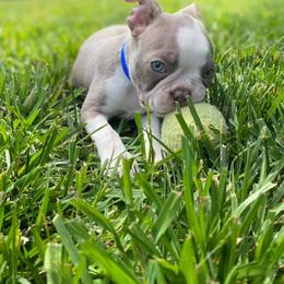 Boston Terrier Puppies from Lola’s House of Bostons & Rescue