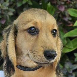 Sid - Dachshund