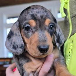 Misty - Dapple female Dachshund puppy in Signal Mountain, Tennessee from Hot Diggity Doxens