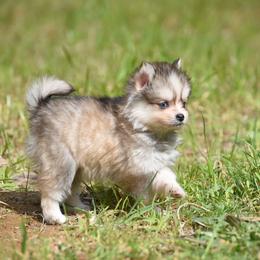 Little Cheese - Gray and white female Pomsky puppy in Coos Bay, Oregon from Ocean View Pomskies