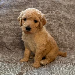 Annie - Cream female Goldendoodle puppy in Fayetteville, Arkansas from Mountain Grove Doodles