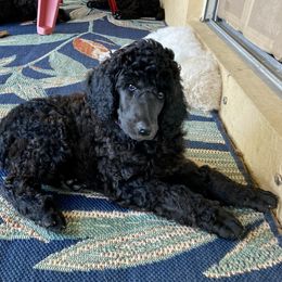 Poodle Puppies from Topsail Breeders