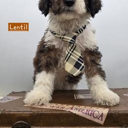 Bernedoodle and Goldendoodle Puppies from Granton Creek