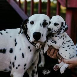 Dalmatian and Poodle Puppies from Ruffles, Ridges, & Spots!