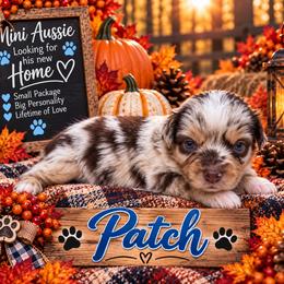 Patch - Red merle male Miniature Australian Shepherd puppy in Idalou, Texas from Lonesome Pine Mini Aussies