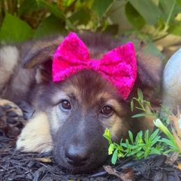 Rotini - Sable female German Shepherd puppy in Fort Jennings, Ohio from Von Holtzapple German shepherds