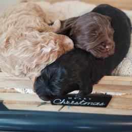 Bernedoodle Puppies from TOP NOTCH PUPS- BERNEDOODLE BREEDER