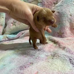 Rosie - Red female Miniature Pinscher puppy in Lancaster, Missouri from White Stone Ranch
