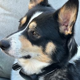 Zora - Pembroke Welsh Corgi