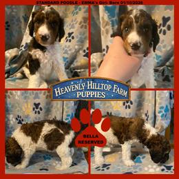 BELLA - Red collar girl - Phantom female Poodle puppy in Charlo, Montana from Heavenly Hilltop Farm