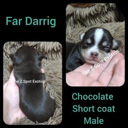 Far Darrig - Chocolate and tan male Chihuahua puppy in Dandridge, Tennessee from The Z Spot Exotics
