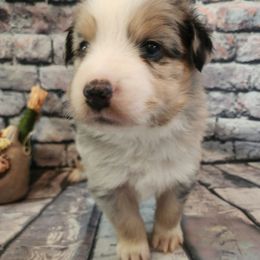 Lurch - Blue merle male Miniature Australian Shepherd puppy in Macomb, Missouri from Faunus Farms and Aussies