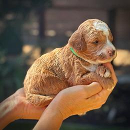 Green Collar Boy - Cream male Poodle puppy in Modesto, California from Dry Creek Poodles