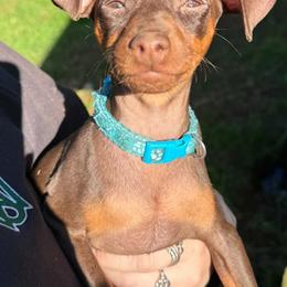 Miniature Pinscher Puppies from DeLeeuw Family Miniature Pinschers
