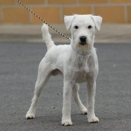 Stag - Jack Russell Terrier