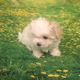 Sparkles - White female Maltese puppy in North Myrtle Beach, South Carolina from Perfect Puppies