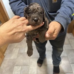 Bernedoodle Puppies from Shanda Rascoe's Bernedoodle and Goldendoodle Puppies