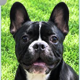 Boy 2 - Enys - Liver male French Bulldog puppy in Elberton, Georgia from Ioney's Southern Paws Shelties, Frenchies, and Yorkies