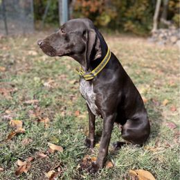 Hazel - German Shorthaired Pointer