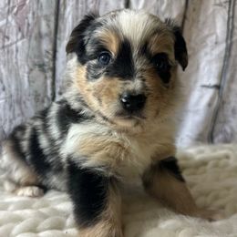 Sunkissed - Pink Collar - Blue merle female Australian Shepherd puppy in San Marcos, California from Faith Family Freedom Farm