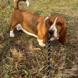 Darla - Basset Hound