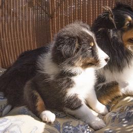 Shetland Sheepdog Puppies from Paradise Farms