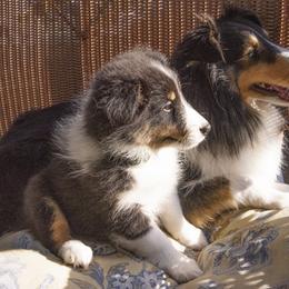 Shetland Sheepdog Puppies from Paradise Farms