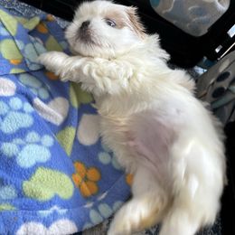 Blue - Blue male Shih Tzu puppy in Ridgecrest, California from Love4Shihtzu