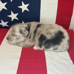 Rex - Blue merle male Pomeranian puppy in Lexington, Oklahoma from BooneDox Miniature Dachshunds