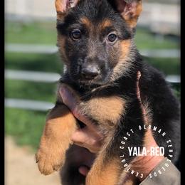 German Shepherd Puppies from Central Coast German Shepherds