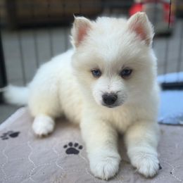 White Collar - White male Pomsky puppy in Exeter, Rhode Island from Ocean State Pomskies