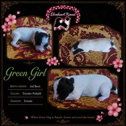 Invicta (green girl) - female Sporty Mix puppy in Algona, Iowa from Ebonheart Kennel