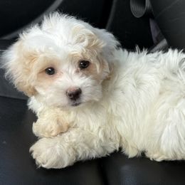 Summer - Parti female Maltipoo puppy in Lancaster, Kentucky from Dream Paws Puppies, LLC