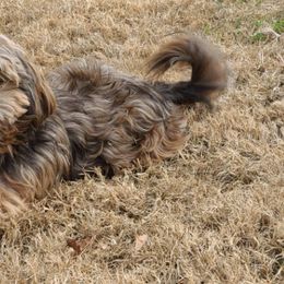 Shih Tzus from Lisa's Shih Tzus