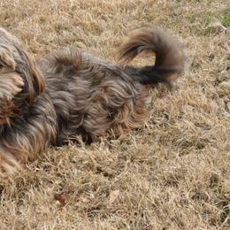 Shih Tzus from Lisa's Shih Tzus