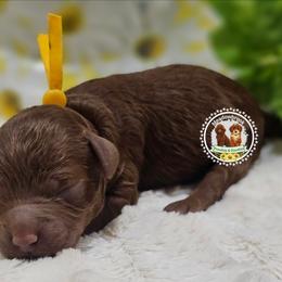 Cosmopolitan - Red  female Poodle puppy in Salem, Missouri from Meadowbrook Poodles