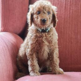 Agnes - Red  female Goldendoodle puppy in College Station, Texas from Em & El Doodles