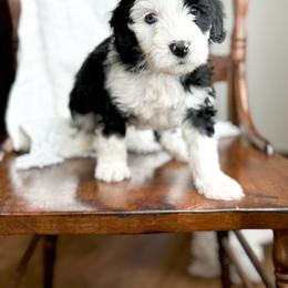 4EVER - female Australian Mountain Doodle puppy in Iowa from Burkhart Family Puppies