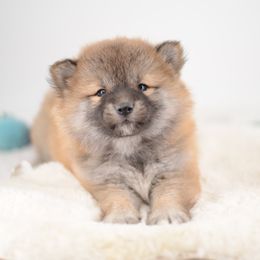 Boy 1 🩵 Red Wooly Boy - Red male Shiba Inu puppy in Neosho, Missouri from Sunny Terrace Shibas