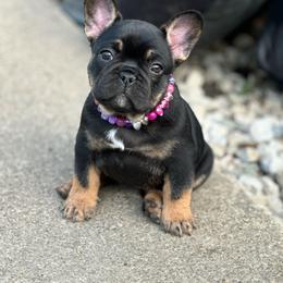 Haven - Black and tan female French Bulldog puppy in Pittsburgh, Pennsylvania from Muddy Creek Frenchies