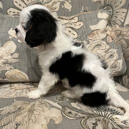 Cavalier King Charles Spaniel and Cavaton Puppies from Cali Cavaliers